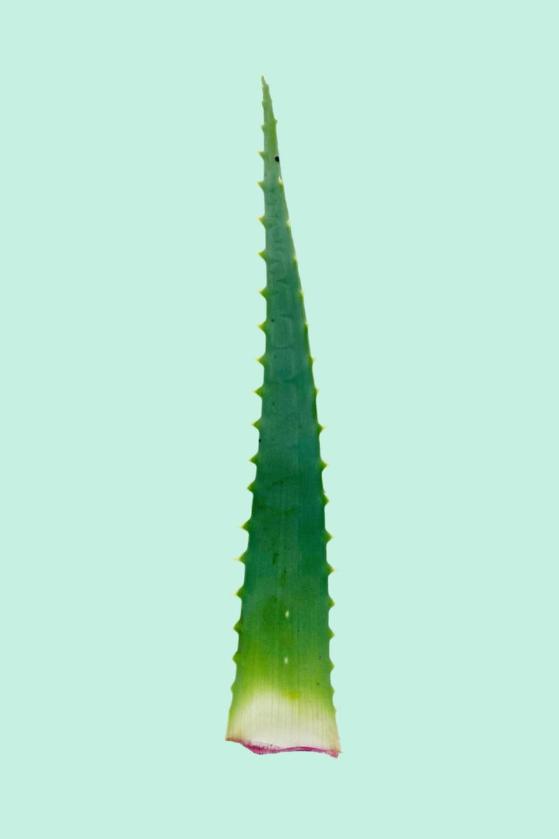 aloe arborescens vermehren Tipps zur Pflege deiner Pflanze : Aloe arborescens – PflanzenFuerAlle
