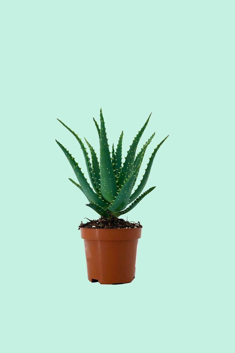 aloe vera schwarze schädlinge Tipps zur Pflege deiner Pflanze : Aloe arborescens – PflanzenFuerAlle