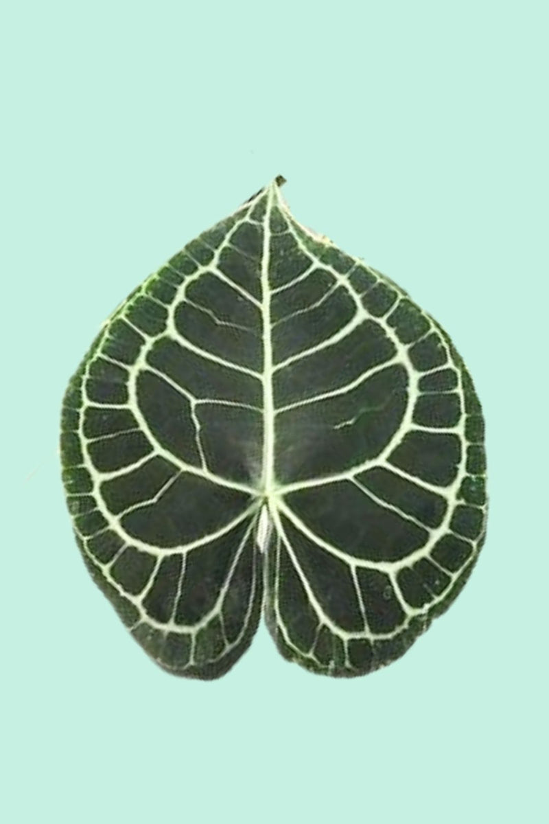 anthurium clarinervium obi Tipps zur Pflege deiner Pflanze : Anthurium clarinervium – PflanzenFuerAlle