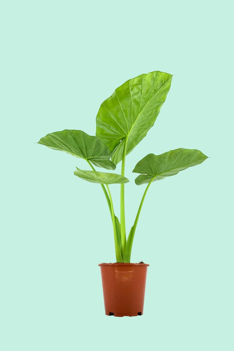 Tipps zur Pflege deiner Pflanze Alocasia macrorrhiza PflanzenFuerAlle