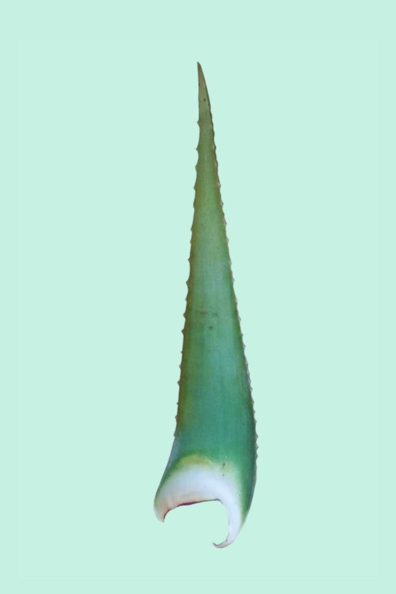 Tipps zur Pflege deiner Pflanze : Aloe Vera – PflanzenFuerAlle