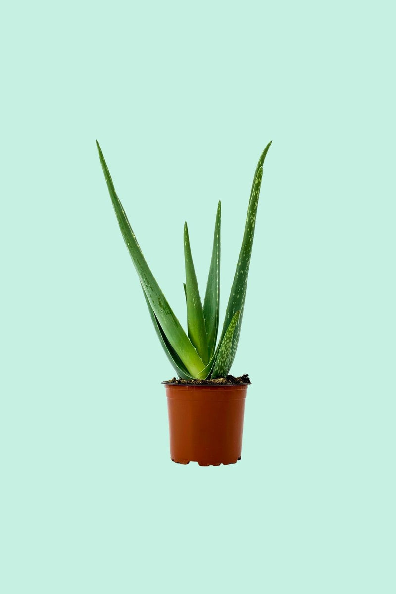 Tipps zur Pflege deiner Pflanze : Aloe Vera – PflanzenFuerAlle