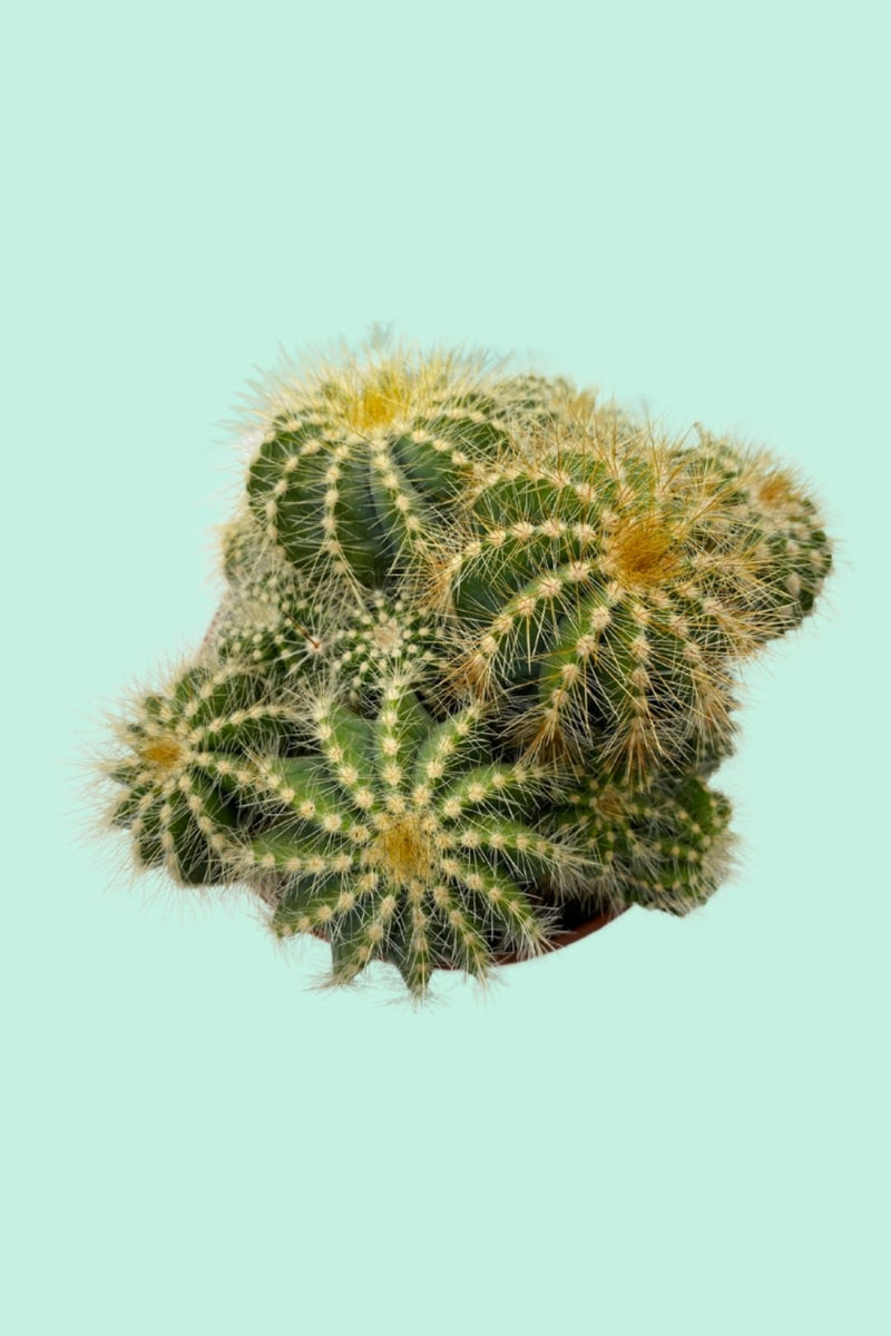 Tipps zur Pflege deiner Pflanze : Cactus – PflanzenFuerAlle