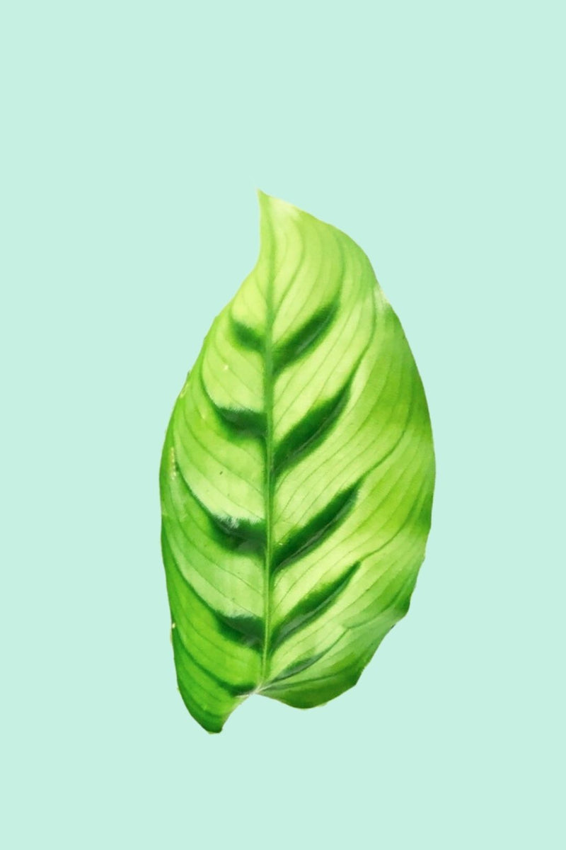 pflanze dracena Kupić Dracena Dracaena w jakości ogrodniczej main image 0