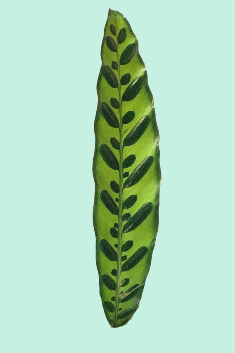 Tipps zur Pflege deiner Pflanze : Calathea lancifolia – PflanzenFuerAlle