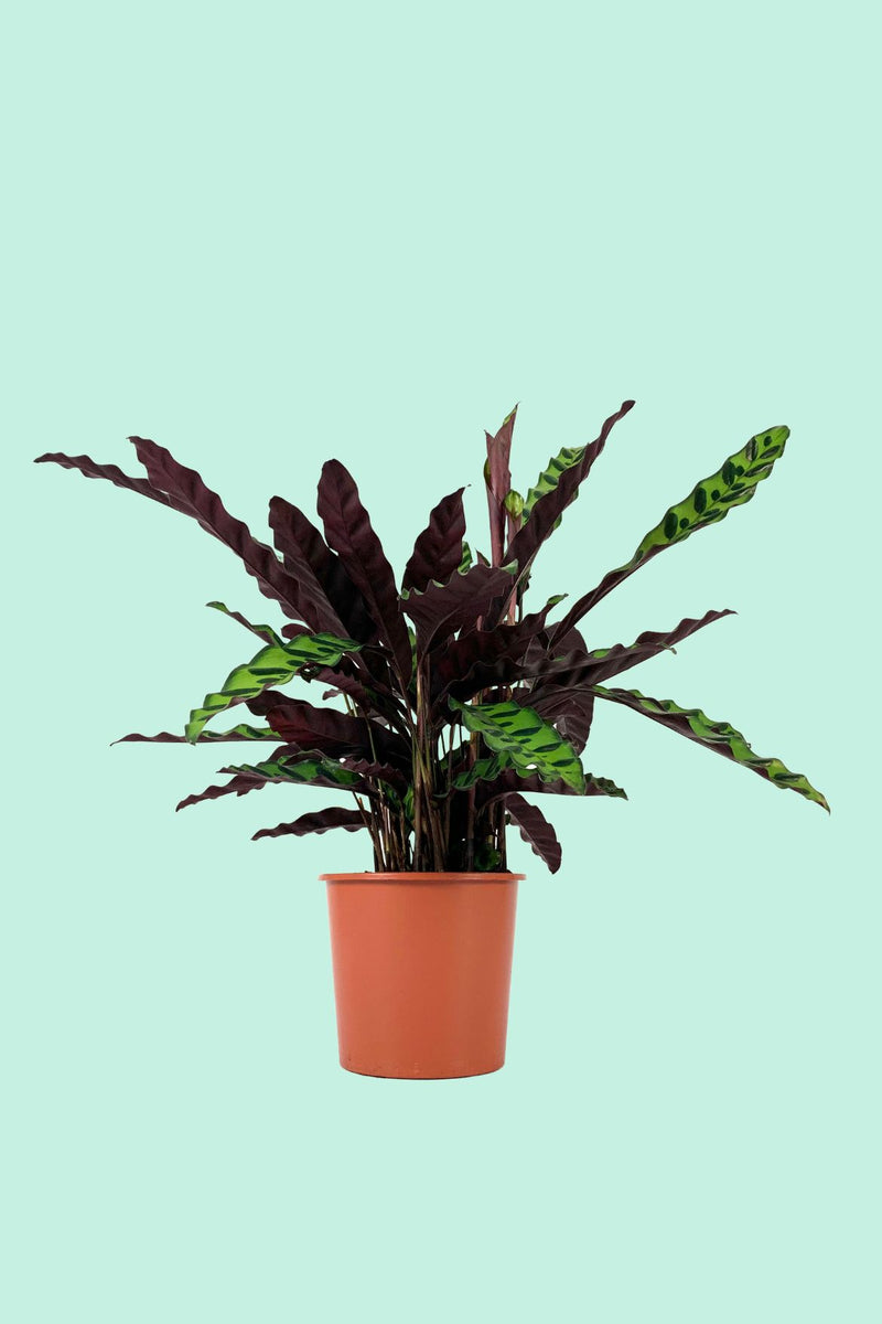 Tipps zur Pflege deiner Pflanze : Calathea lancifolia – PflanzenFuerAlle