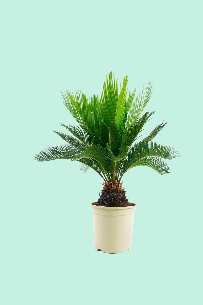 Tipps zur Pflege deiner Pflanze : Cycas revoluta – PflanzenFuerAlle