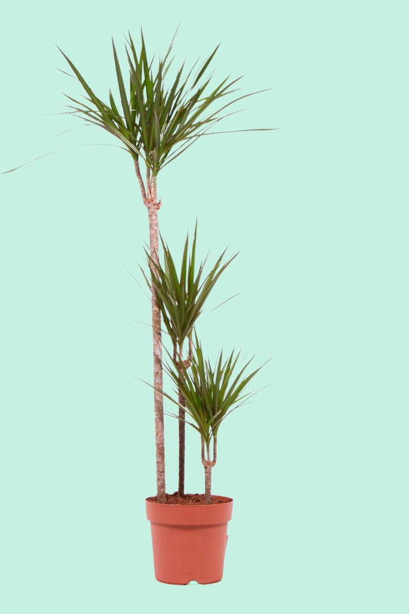 dracaena wie oft gießen Tipps zur Pflege deiner Pflanze : Dracaena Marginata – PflanzenFuerAlle