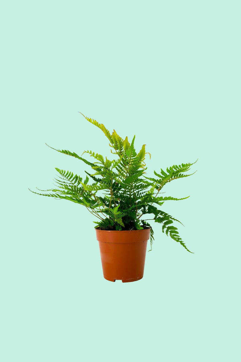 Dryopteris erythrosora – PflanzenFuerAlle