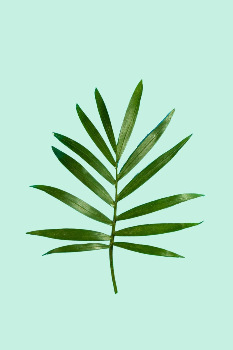 Dypsis lutescens – PflanzenFuerAlle