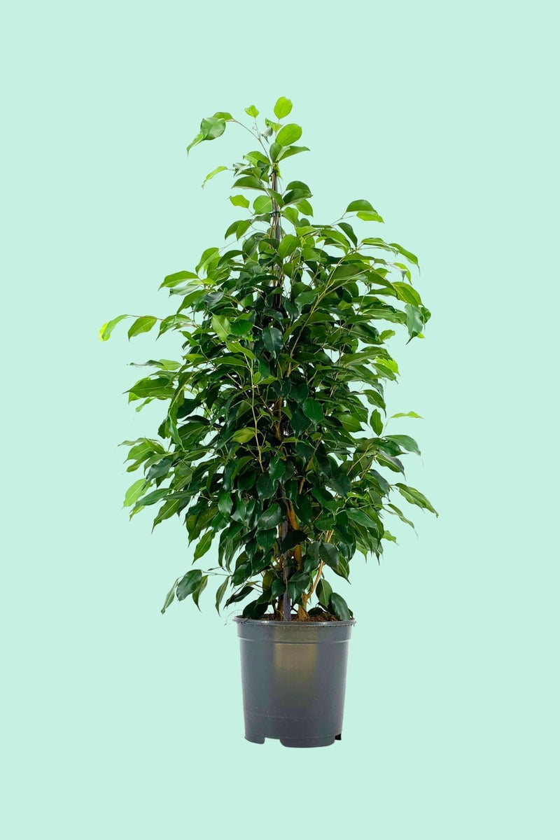 ficus altissima pflege Tipps zur Pflege deiner Pflanze : Ficus benjamina 'Danielle' – PflanzenFuerAlle