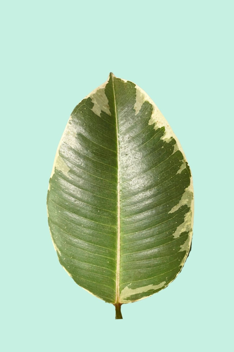 Tipps zur Pflege deiner Pflanze : Ficus elastica 'Tineke' – PflanzenFuerAlle