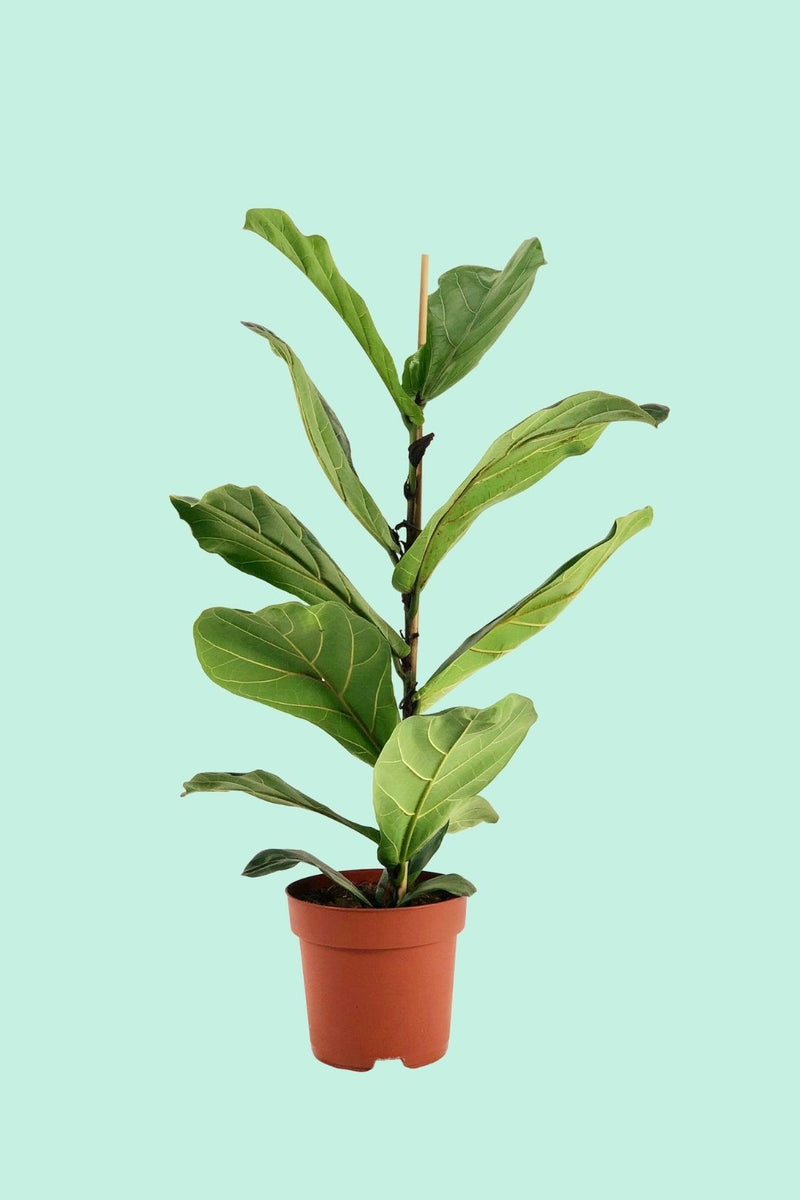 geigenfeige weiße flecken Tipps zur Pflege deiner Pflanze : Ficus lyrata – PflanzenFuerAlle