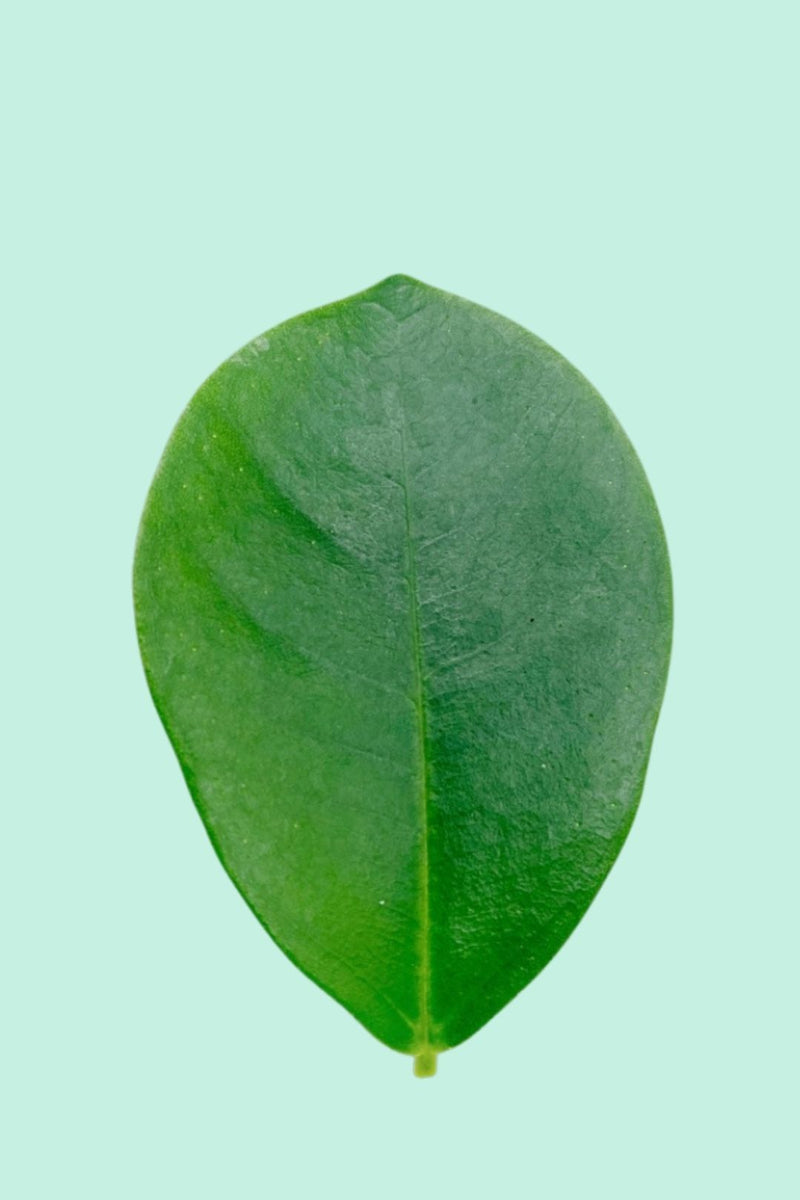 Tipps zur Pflege deiner Pflanze : Ficus microcarpa ginseng –  PflanzenFuerAlle