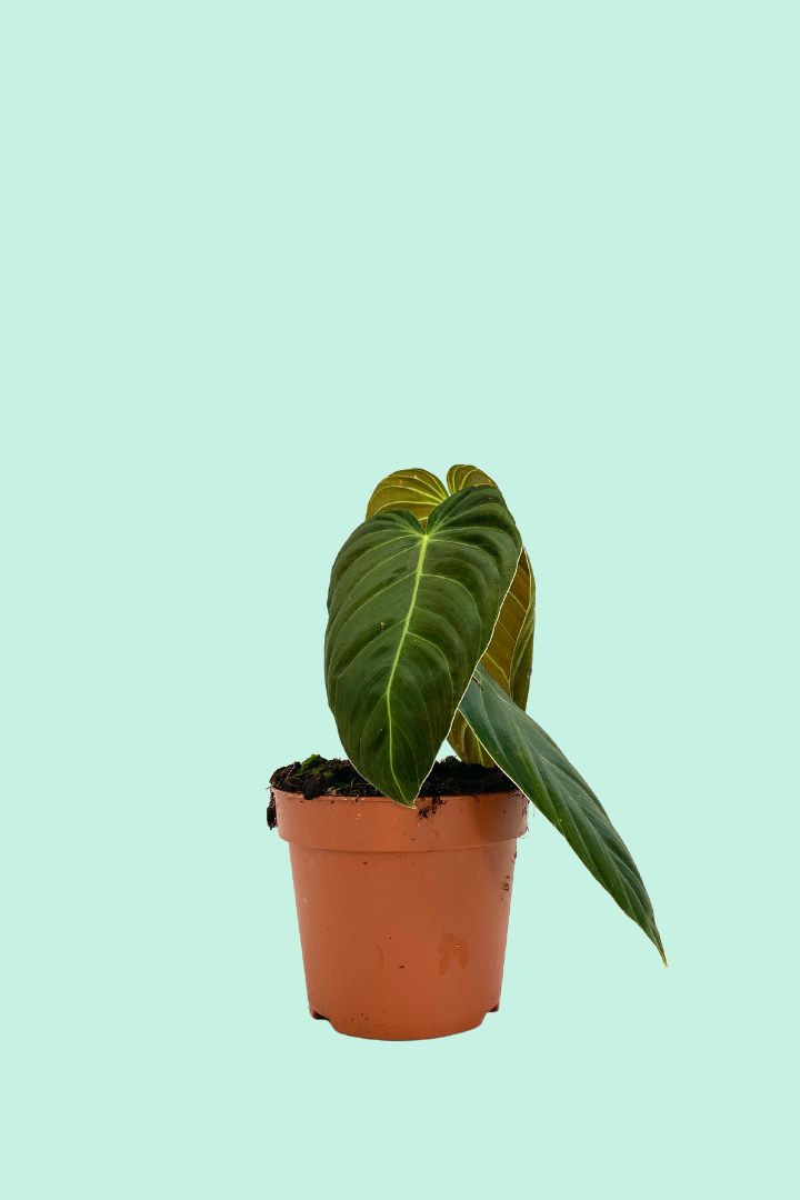 Philodendron melanochrysum – PflanzenFuerAlle