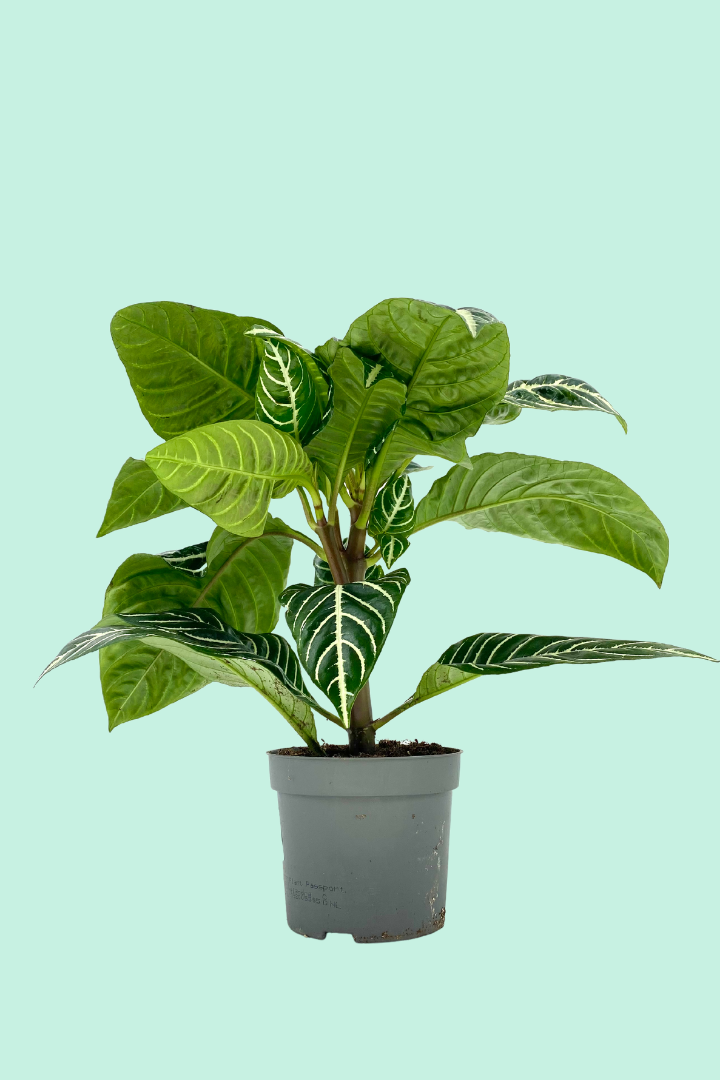 Tipps zur Pflege deiner Pflanze : Calathea orbifolia – PflanzenFuerAlle