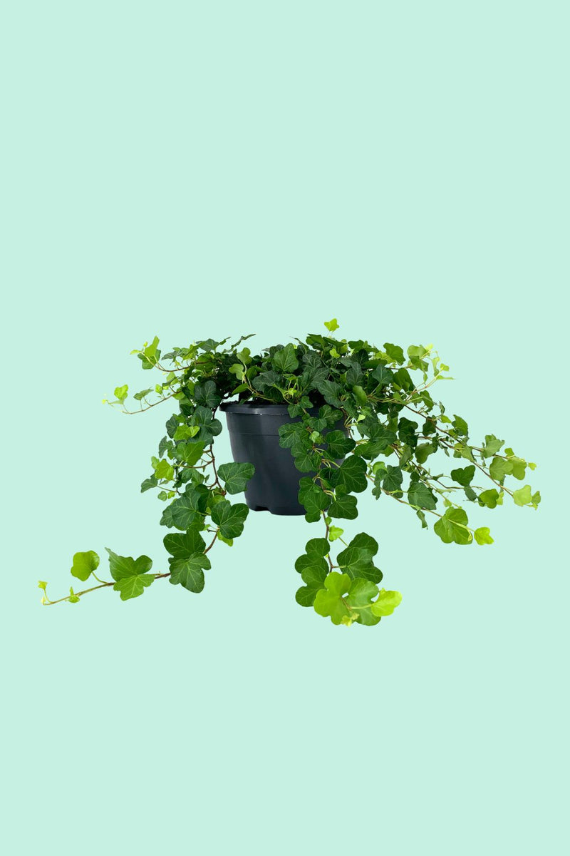 hedera helix wie oft gießen Tipps zur Pflege deiner Pflanze : Hedera Helix Wonder – PflanzenFuerAlle