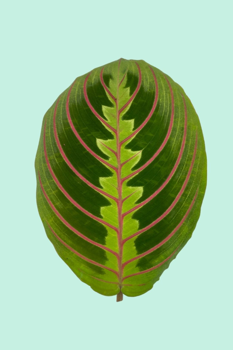Tipps zur Pflege deiner Pflanze : Maranta leuconeura Fascinator –  PflanzenFuerAlle