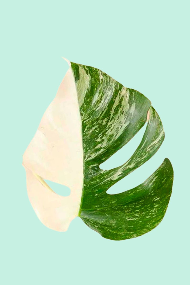 Tipps zur Pflege deiner Pflanze : Monstera deliciosa Variegata –  PflanzenFuerAlle