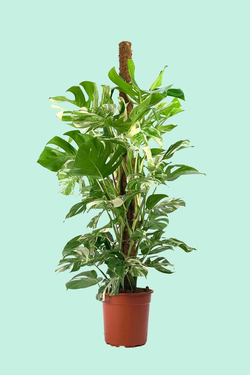 Tipps zur Pflege deiner Pflanze : Monstera deliciosa Variegata –  PflanzenFuerAlle