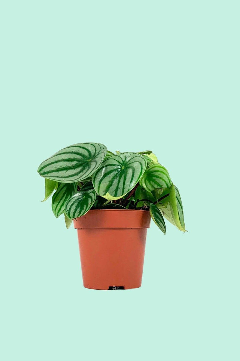 Tipps zur Pflege deiner Pflanze : Peperomia argyreia 'Watermelon' –  PflanzenFuerAlle