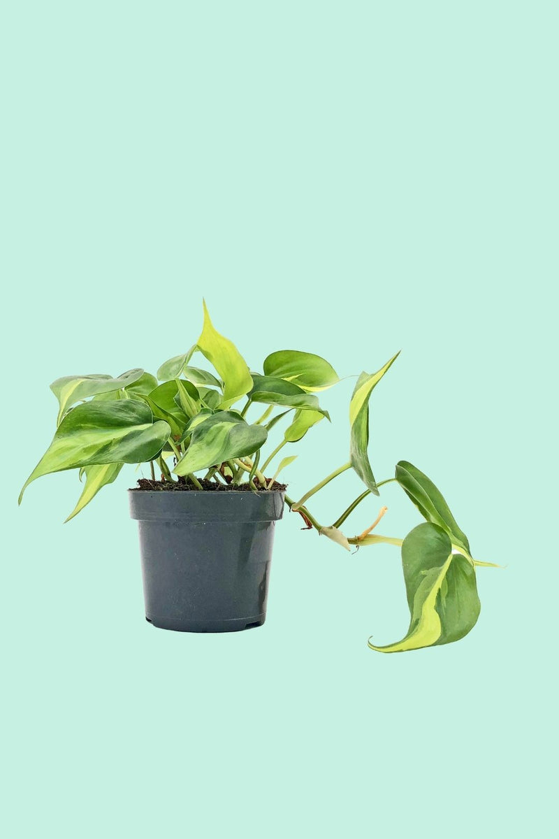 Tipps zur Pflege deiner Pflanze : Philodendron scandens Brasil –  PflanzenFuerAlle