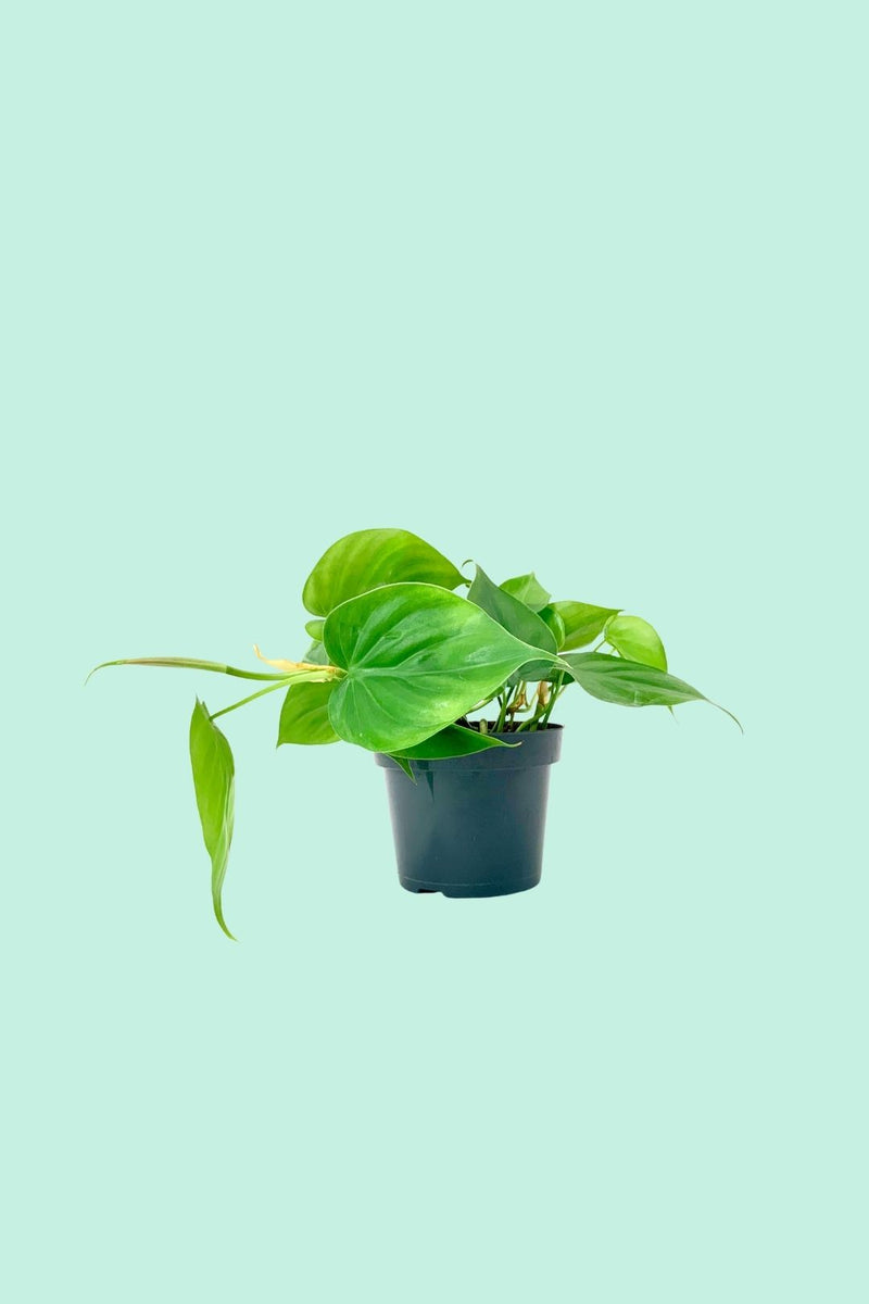Tipps zur Pflege deiner Pflanze : Philodendron scandens – PflanzenFuerAlle