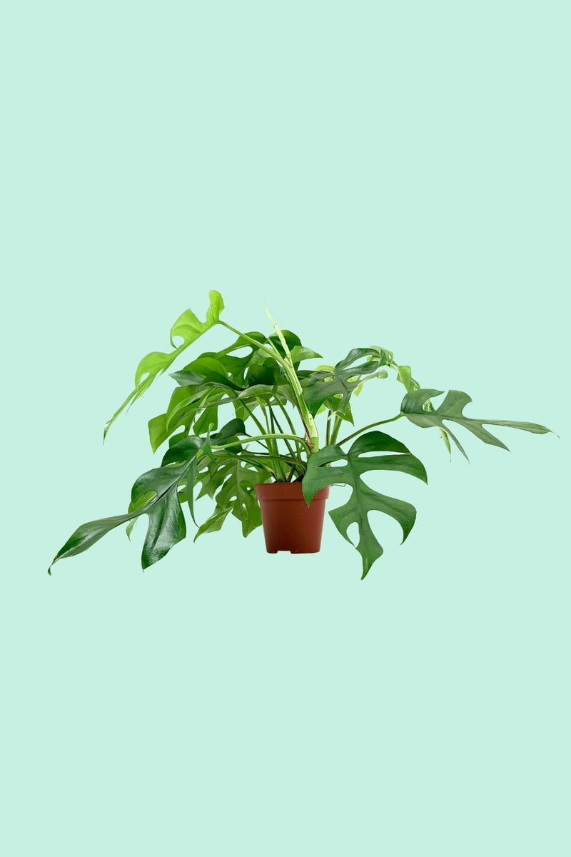 Tipps zur Pflege deiner Pflanze : Rhaphidophora Tetrasperma   PflanzenFuerAlle