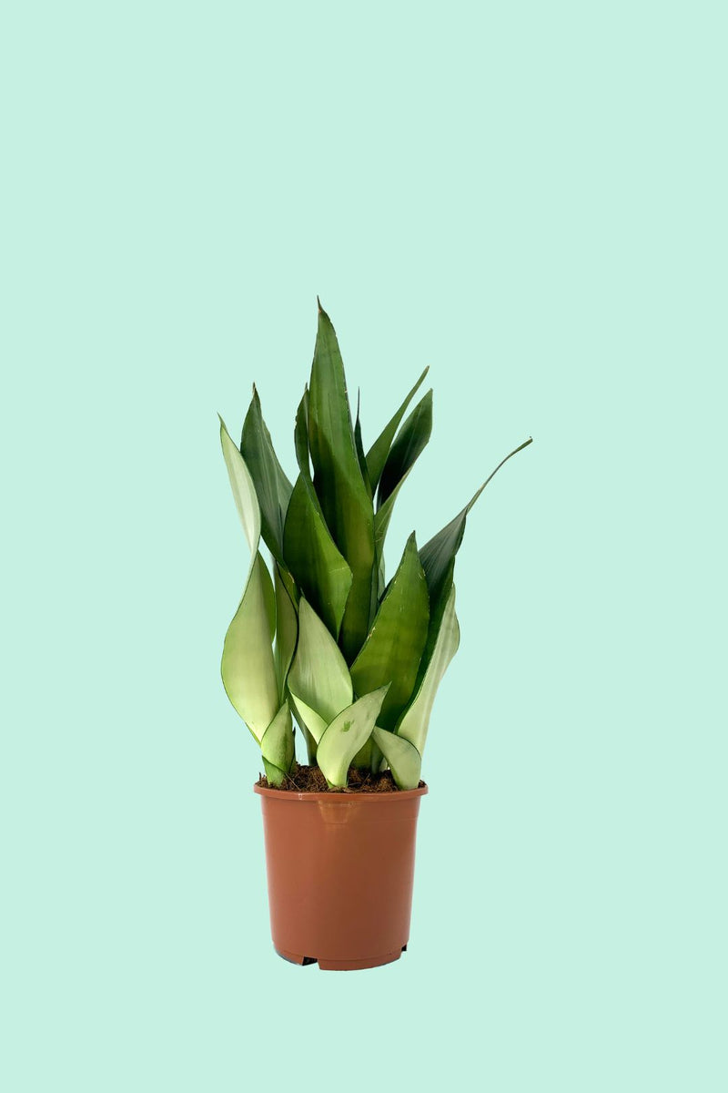 Tipps Zur Pflege Deiner Pflanze Sansevieria Trifasciata Laurentii Pflanzenfueralle 