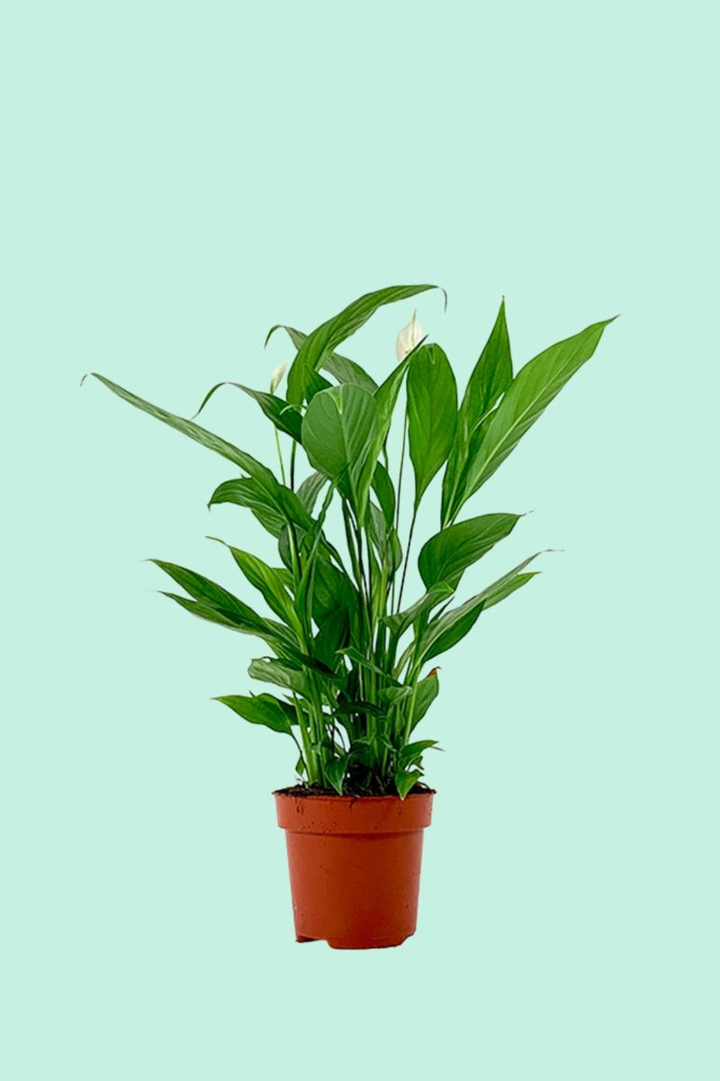 Tipps zur Pflege deiner Pflanze : Spathiphyllum Alana – PflanzenFuerAlle
