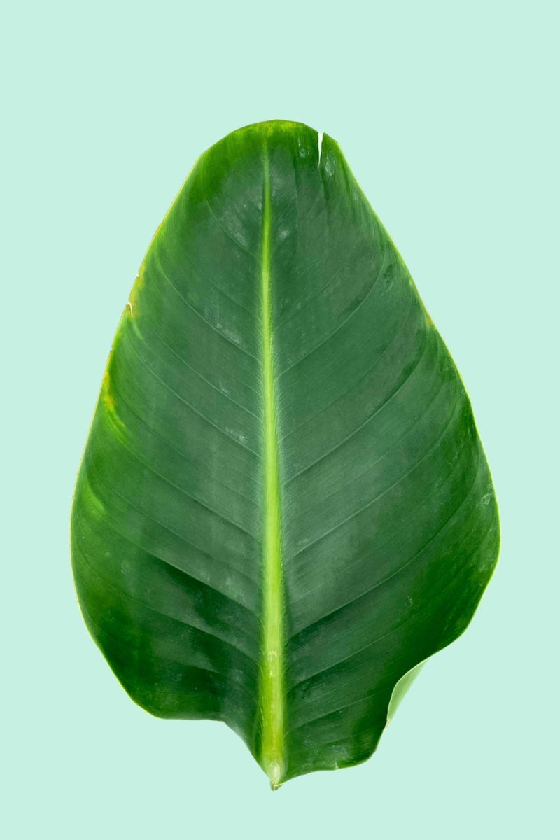 Tipps zur Pflege deiner Pflanze : Strelitzia nicolai – PflanzenFuerAlle