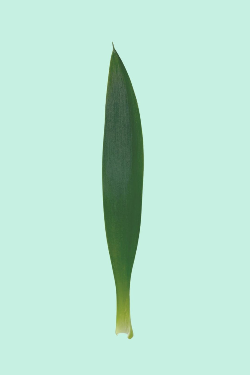Tipps zur Pflege deiner Pflanze : Yucca elephantipes – PflanzenFuerAlle