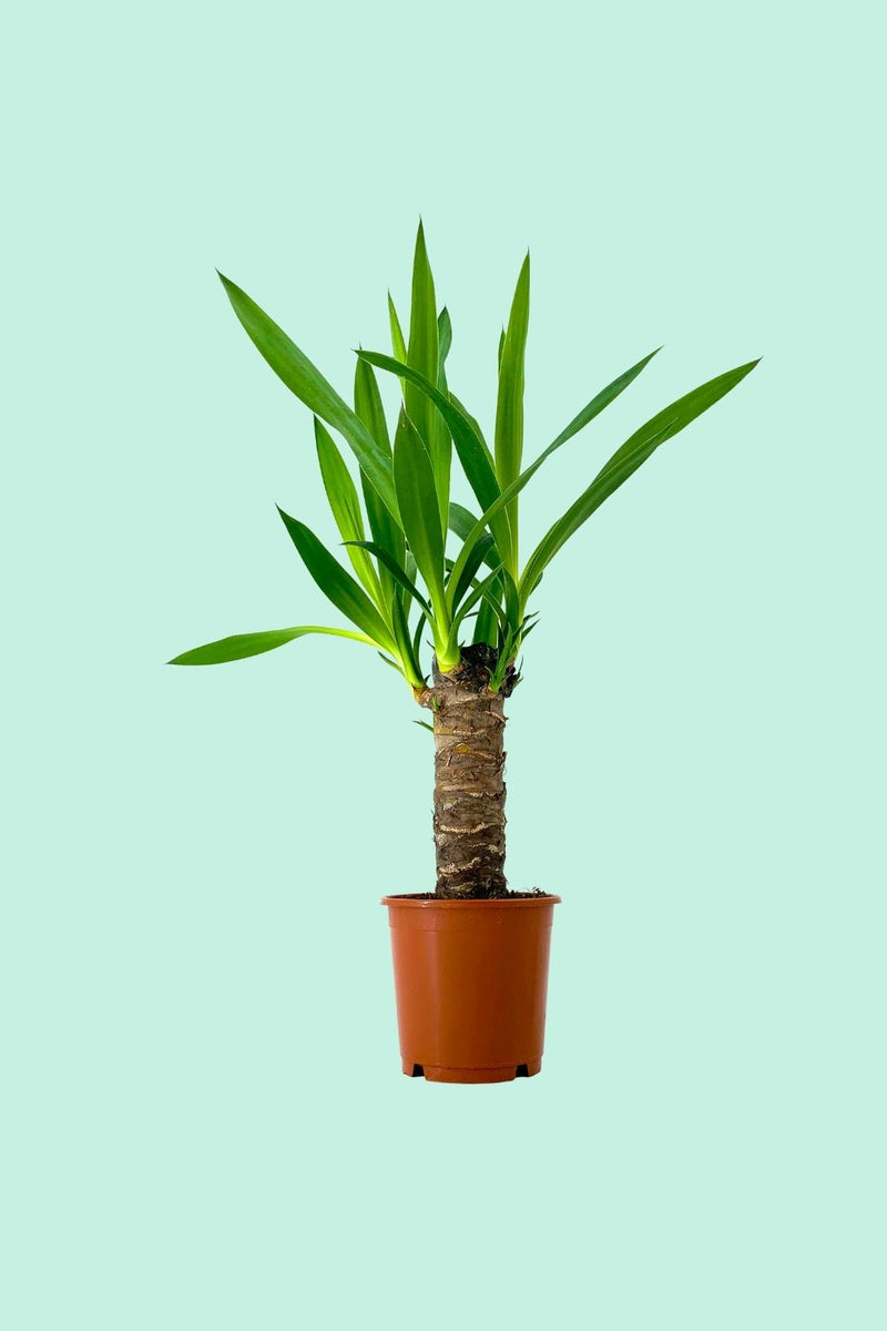Tipps zur Pflege deiner Pflanze Yucca elephantipes PflanzenFuerAlle