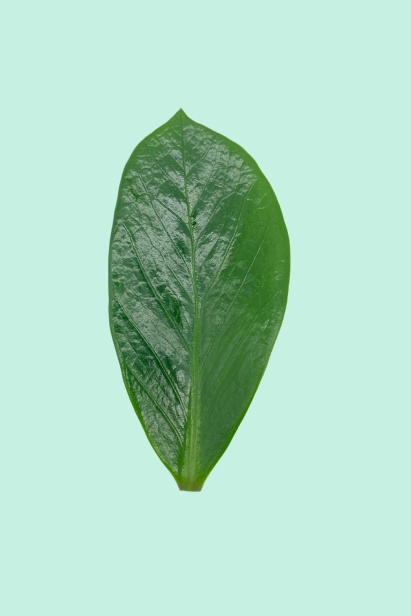 Tipps zur Pflege deiner Pflanze : Zamioculcas zamiifolia – PflanzenFuerAlle