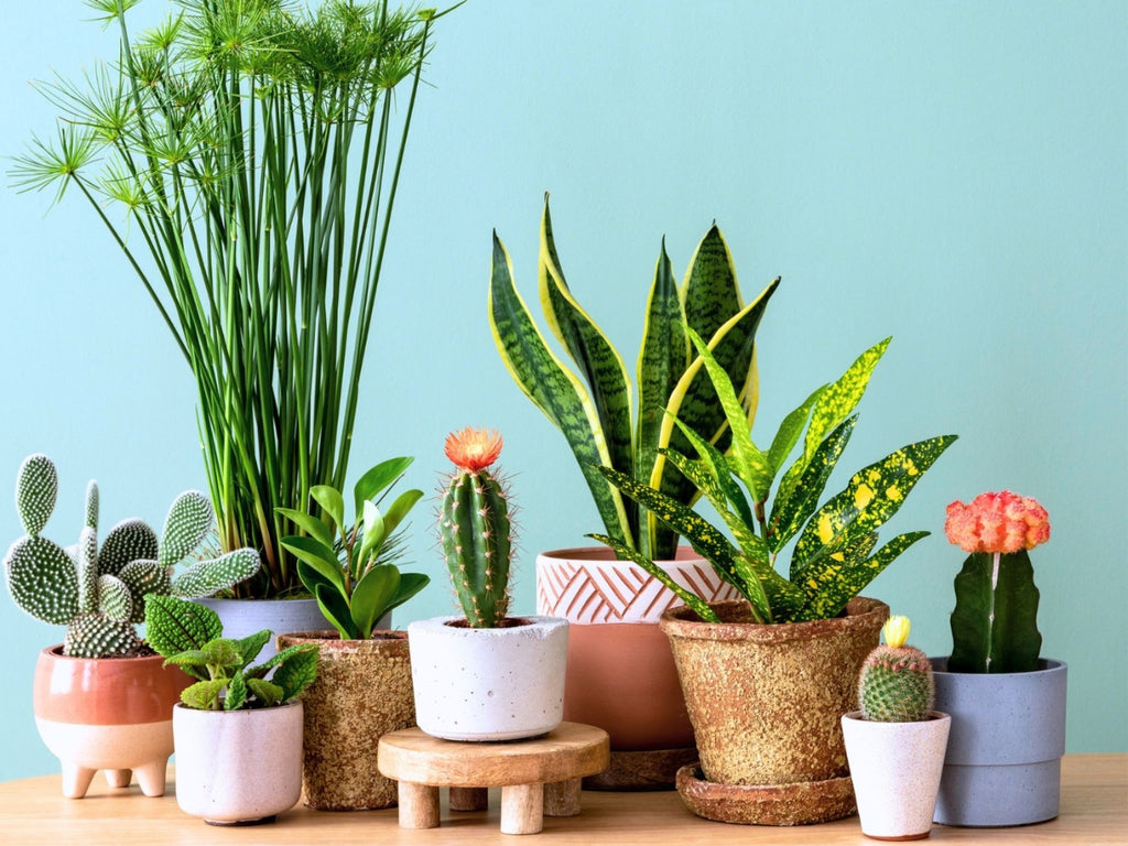 Großer Pflanzenverkauf <br> Dresden