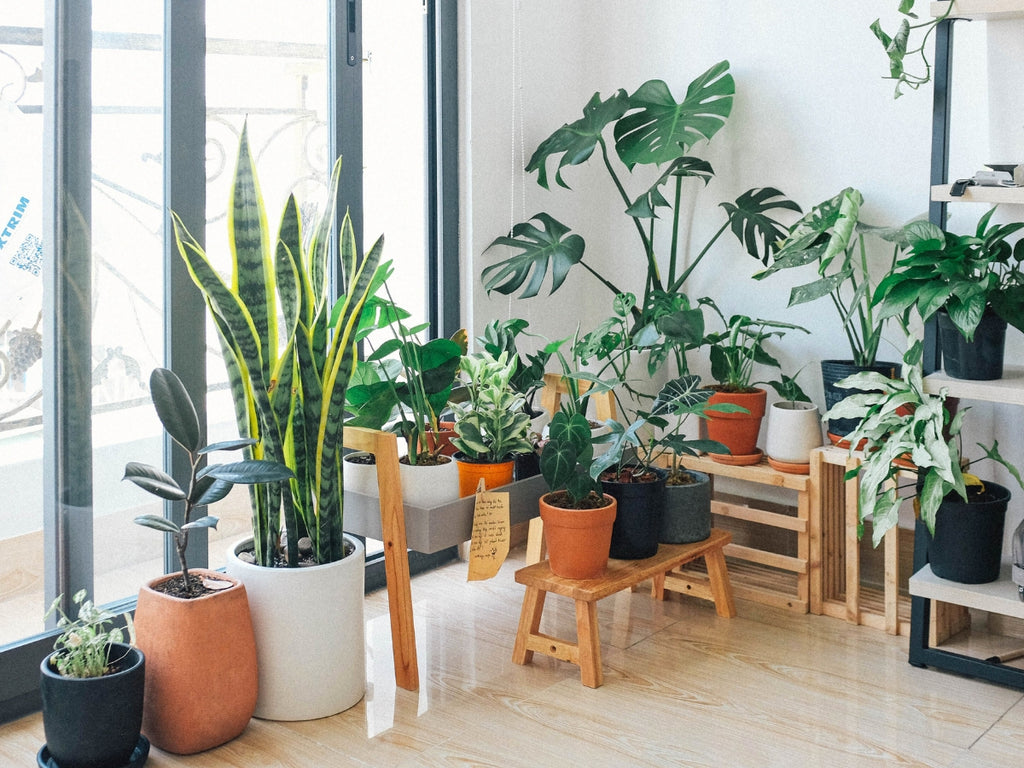 Großer Pflanzenverkauf <br> Essen