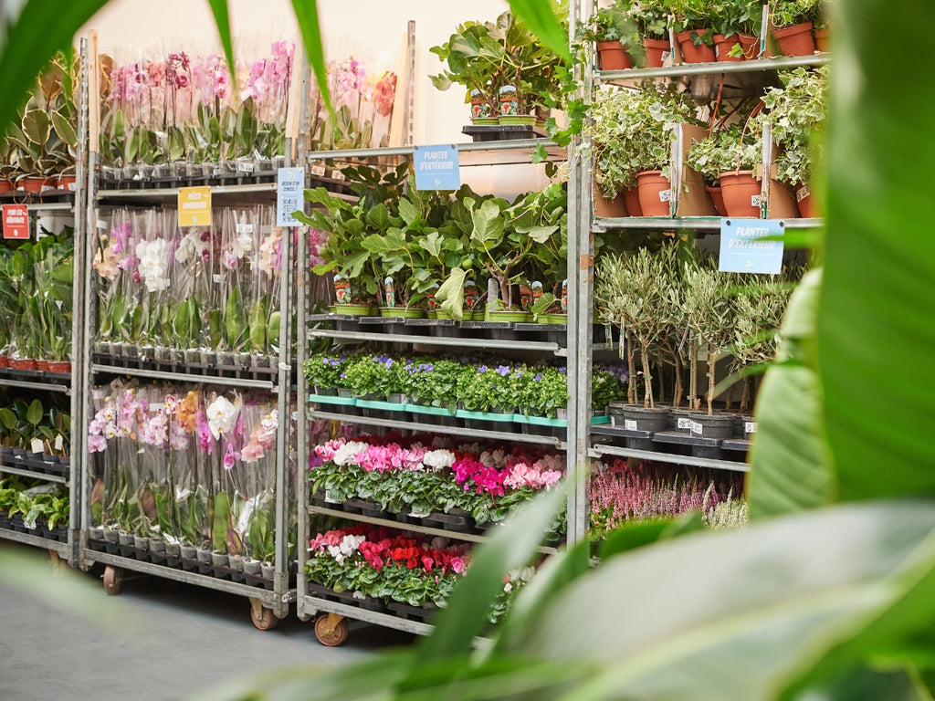 Großer Pflanzenverkauf <br> Dresden