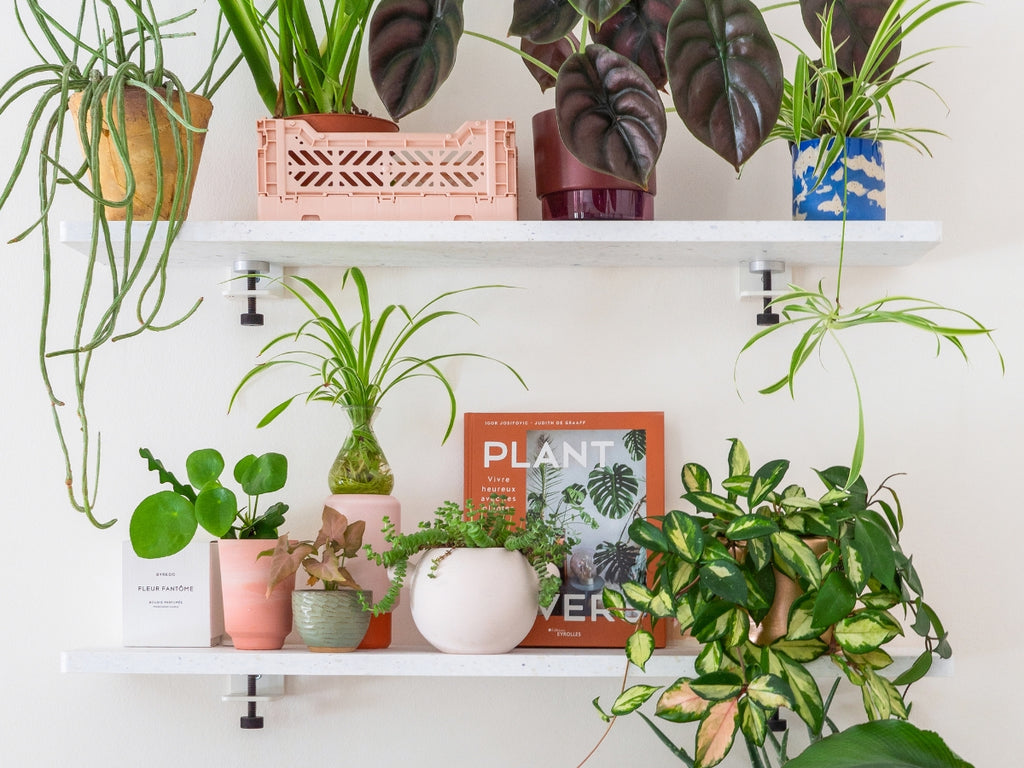 Großer Pflanzenverkauf <br> Düsseldorf