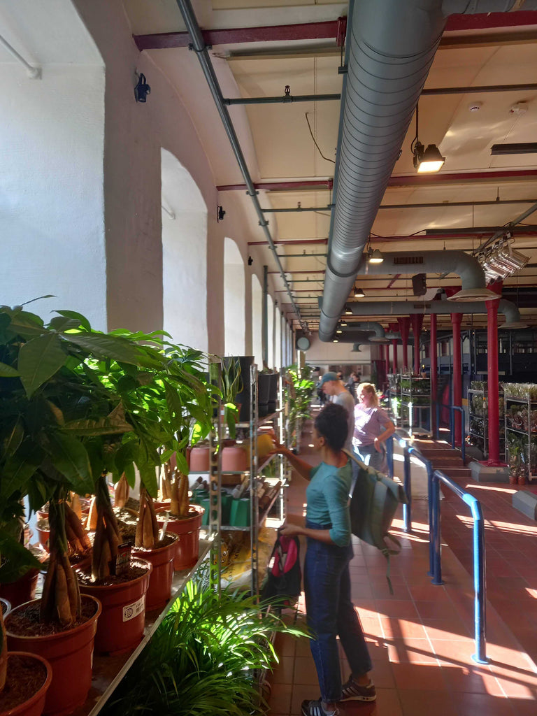 Großer Pflanzenverkauf <br> Bremen