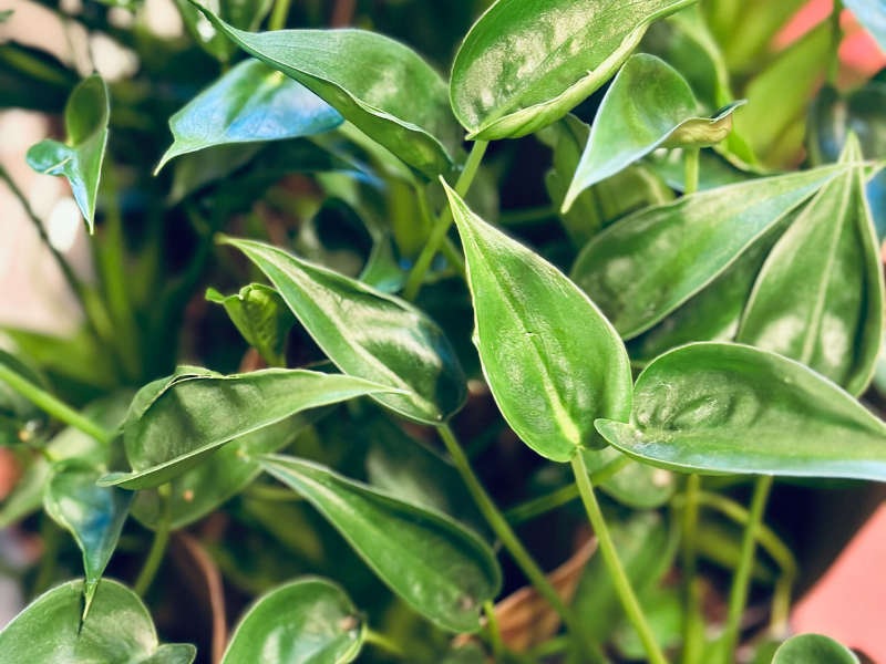 Großer Pflanzenverkauf  <br>Bern