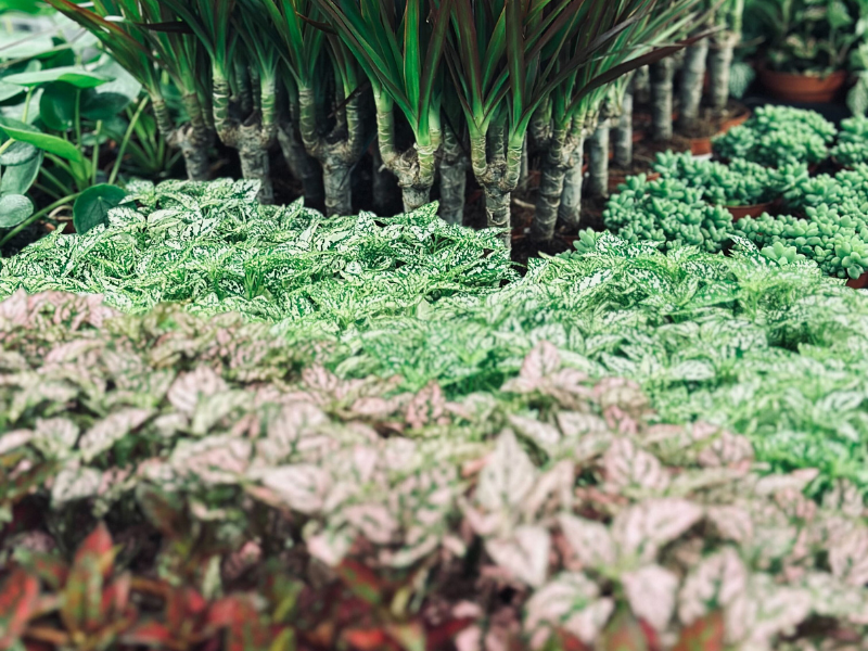 Großer Pflanzenverkauf  <br>Bern