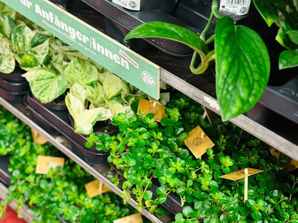 Großer Pflanzenverkauf  <br>Bern