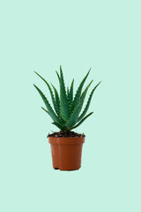 Tipps zur Pflege deiner Pflanze : Aloe arborescens – PflanzenFuerAlle
