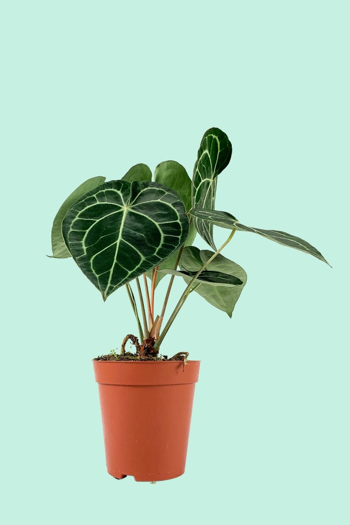Tipps zur Pflege deiner Pflanze : Anthurium clarinervium – PflanzenFuerAlle