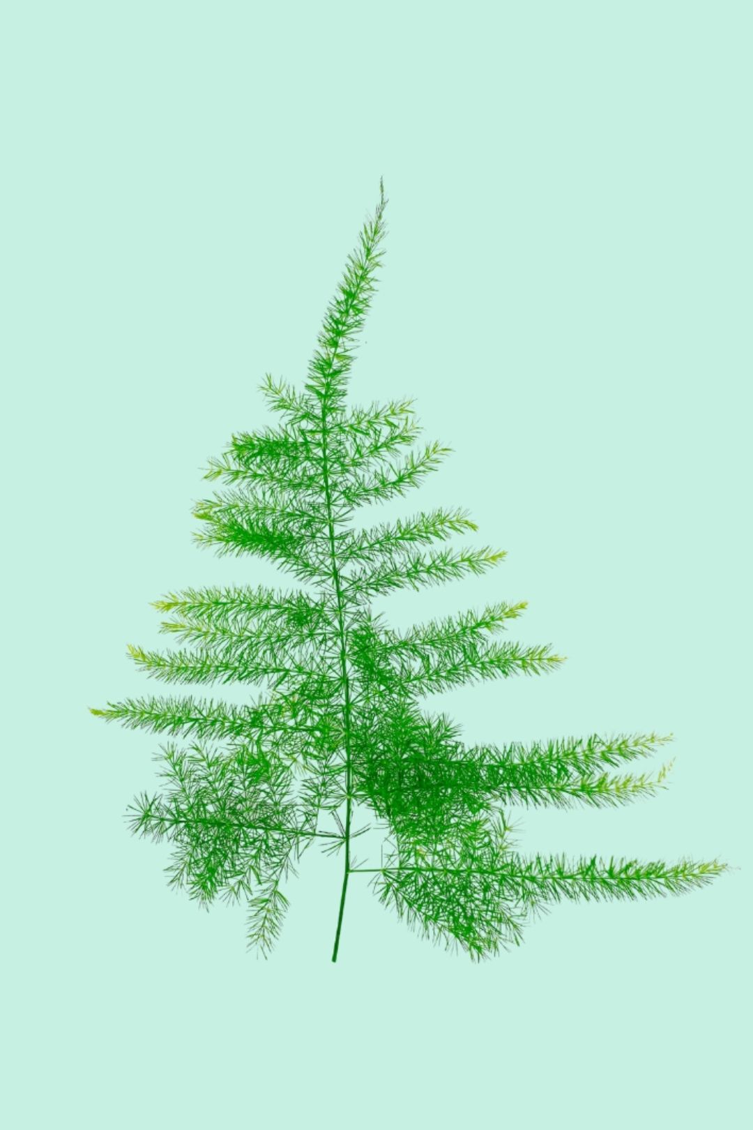 Tipps zur Pflege deiner Pflanze : Asparagus setaceus – PflanzenFuerAlle