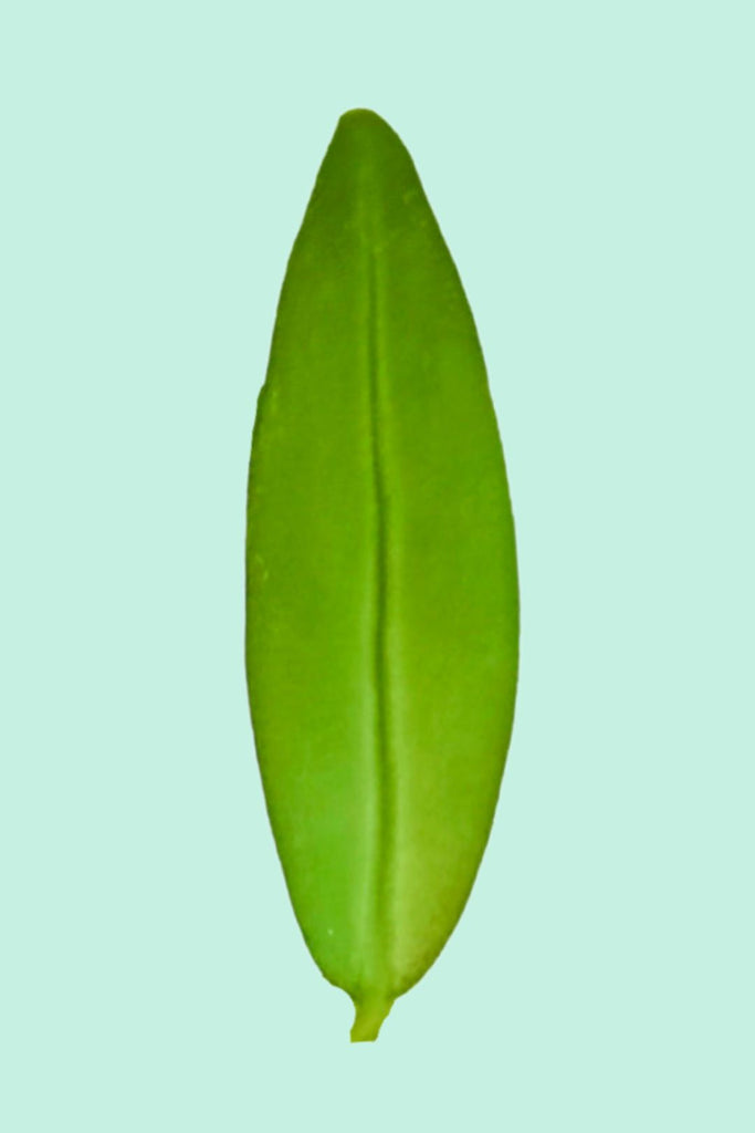 Aeschynanthus 'Japhrolepis'