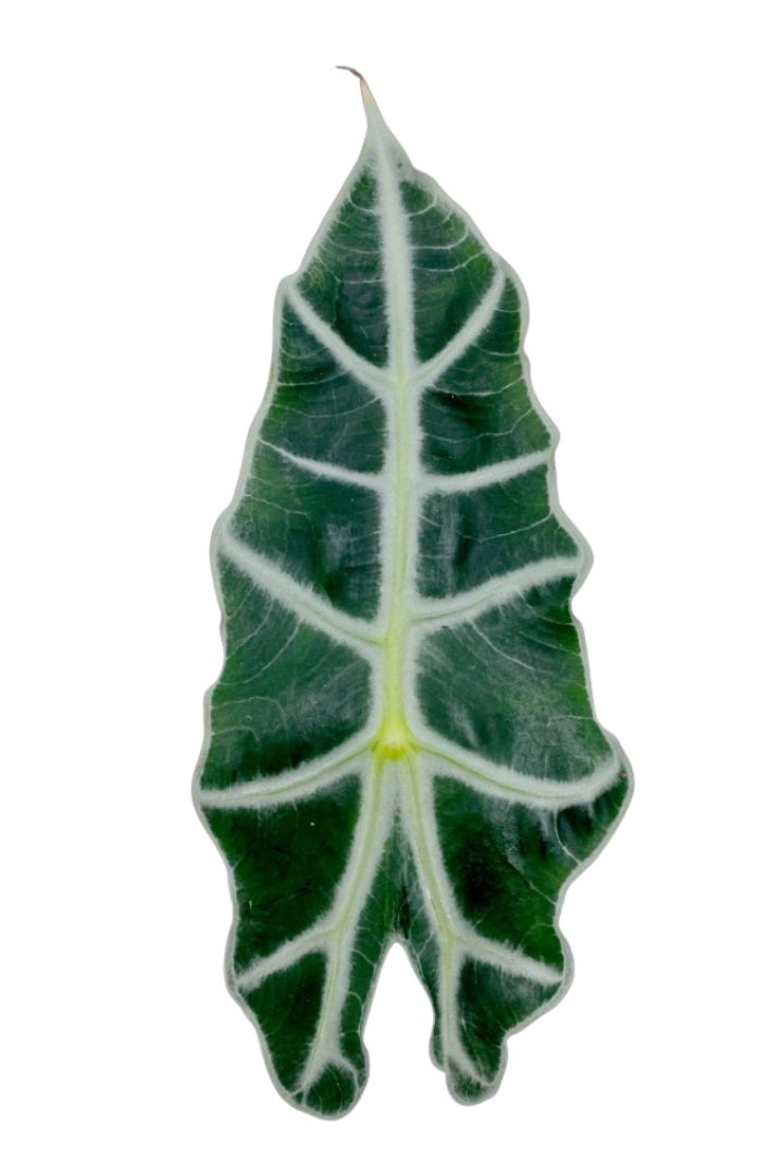 Tipps zur Pflege deiner Pflanze : Alocasia Polly – PflanzenFuerAlle