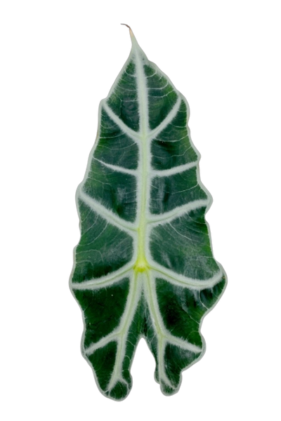 Tipps zur Pflege deiner Pflanze : Alocasia Polly – PflanzenFuerAlle