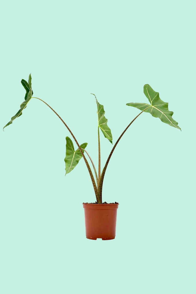 Tipps zur Pflege deiner Pflanze : Alocasia sarian – PflanzenFuerAlle