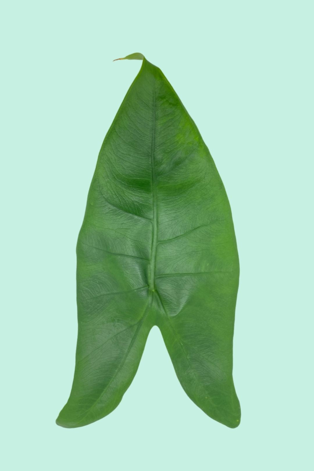 Tipps zur Pflege deiner Pflanze : Alocasia zebrina – PflanzenFuerAlle